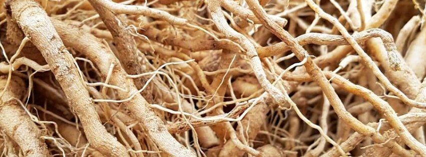 L'ashwagandha, une plante médicinale ayurvédique !