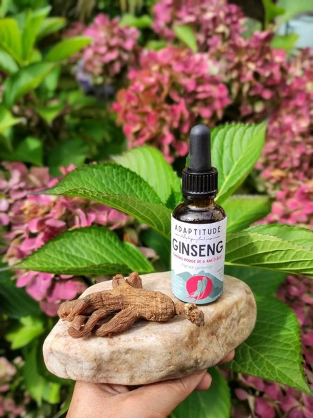 Ginseng rouge : bienfaits, histoire et usage moderne