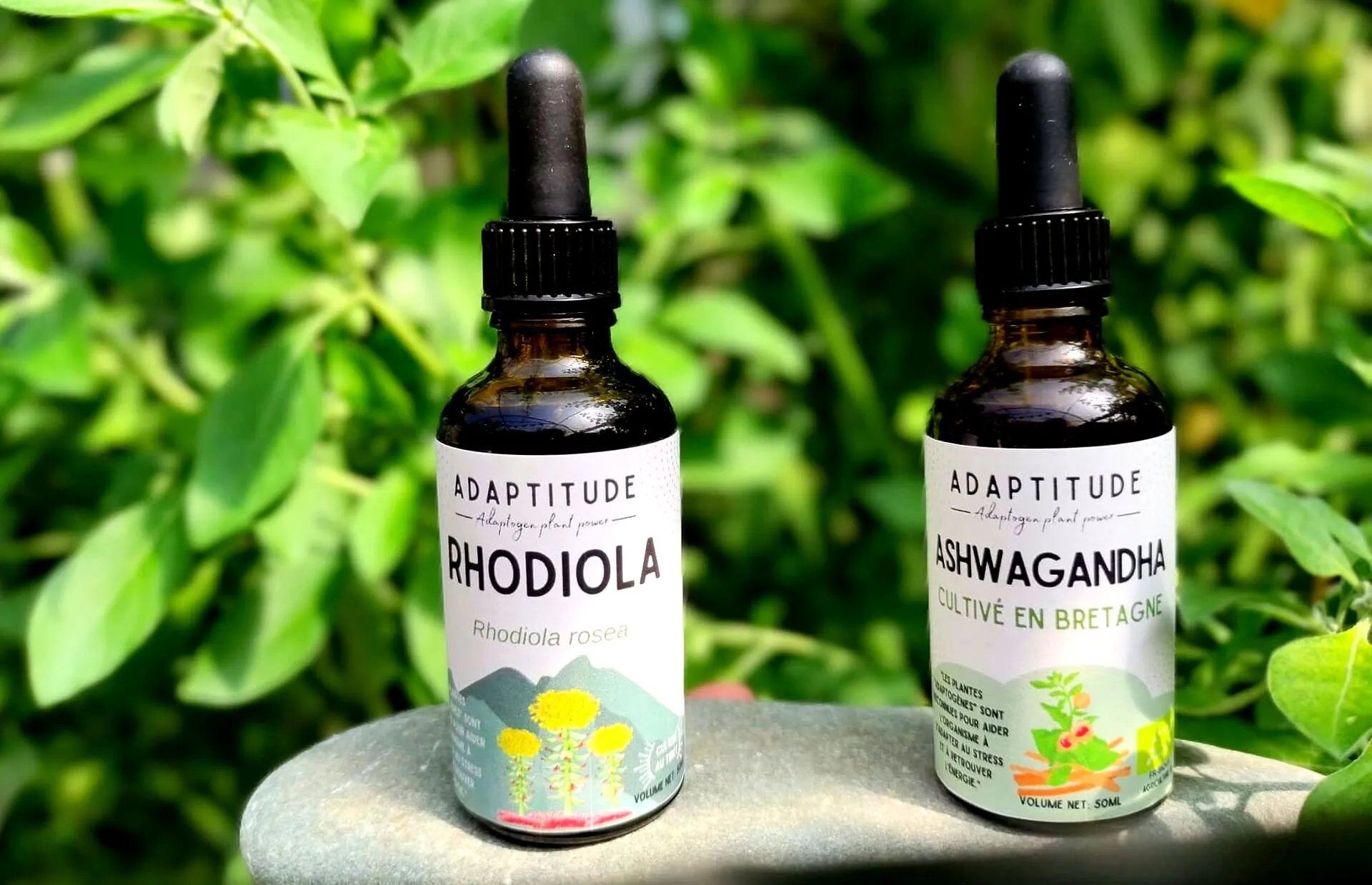 Ashwagandha vs Rhodiola